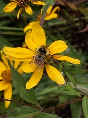 Bombus bifarius