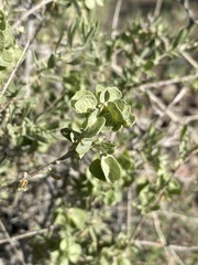 Atriplex canescens