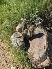 Echinocereus engelmannii engelmannii