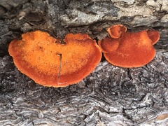 Pycnoporellus fulgens