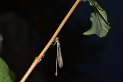Ischnura