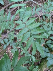 Sorbus scopulina