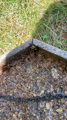 Nicrophorus tomentosus