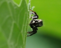 Carrhotus