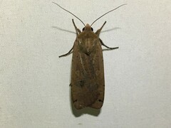 Noctua pronuba