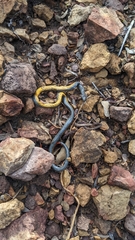 Diadophis punctatus regalis