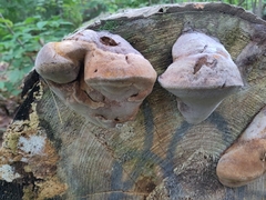 Phellinus
