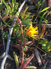 Lampranthus reptans