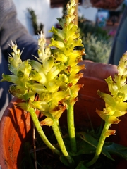 Lachenalia lutea