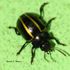 Desmogramma