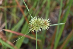 Cyperus filiculmis