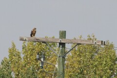 Buteo swainsoni