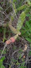 Opuntia pubescens