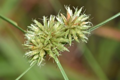 Cyperus filiculmis