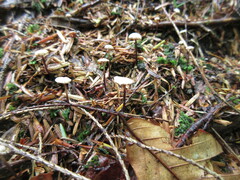 Marasmius rotula