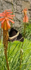 Papilio garamas garamas