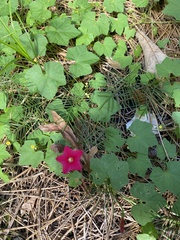 Ipomoea quamoclit