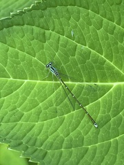 Lestidae