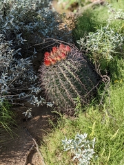 Ferocactus wislizeni