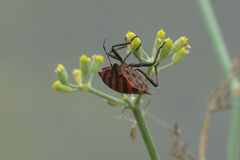 Graphosoma italicum italicum