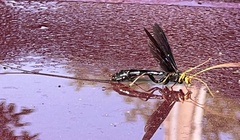 Megarhyssa atrata