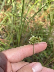 Cyperus filiculmis