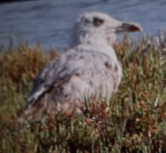 Larus michahellis