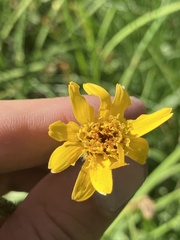 Arnica mollis