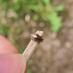 Zygiella x-notata
