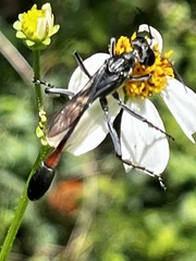 Ammophila procera