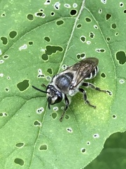 Megachilinae