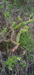 Opuntia pubescens
