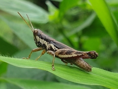 Pseudoxya diminuta