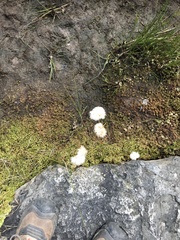 Eriophorum virginicum
