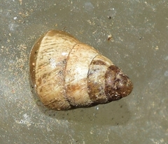 Cochlicella barbara
