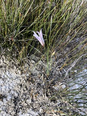 Gladiolus trichonemifolius