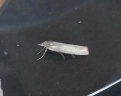 Agriphila straminella