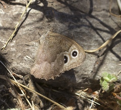 Cercyonis pegala boopis