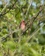 Carpodacus erythrinus
