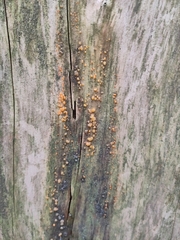 Nectria cinnabarina