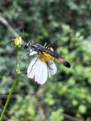 Ammophila procera