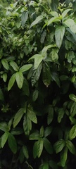Ficus hispida