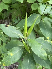 Asclepias exaltata