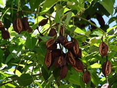 Brachychiton populneus