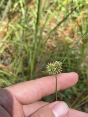 Cyperus filiculmis