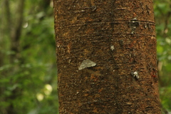 Hamadryas glauconome