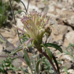 Chaenactis macrantha