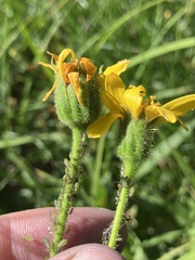 Arnica mollis