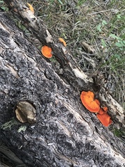 Pycnoporellus fulgens