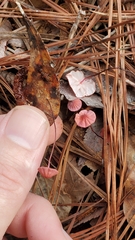 Marasmius pulcherripes